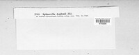 Mycosphaerella asplenii image